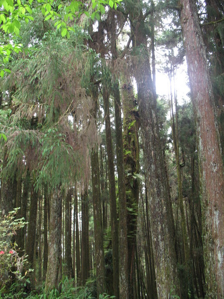 阿里山森林風景區 大樹