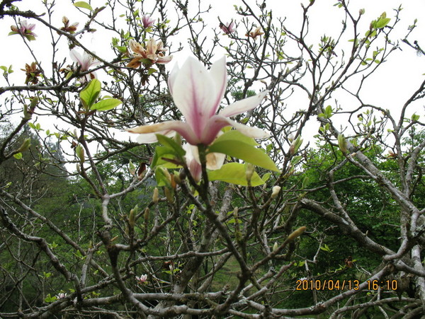 阿里山森林風景區 桃花