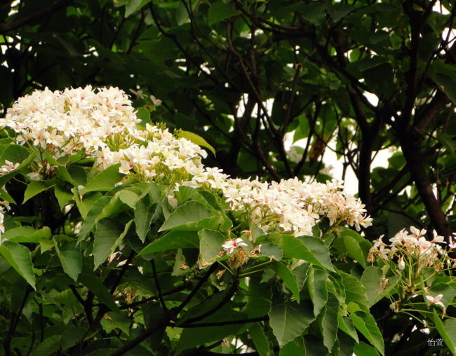 三地門(mén)梧桐花
