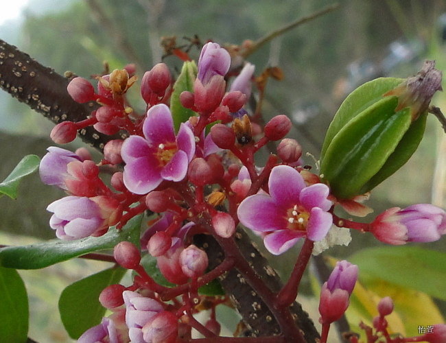 三地門(mén)梧桐花