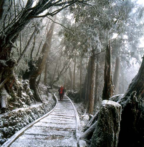 太平山森林游樂區