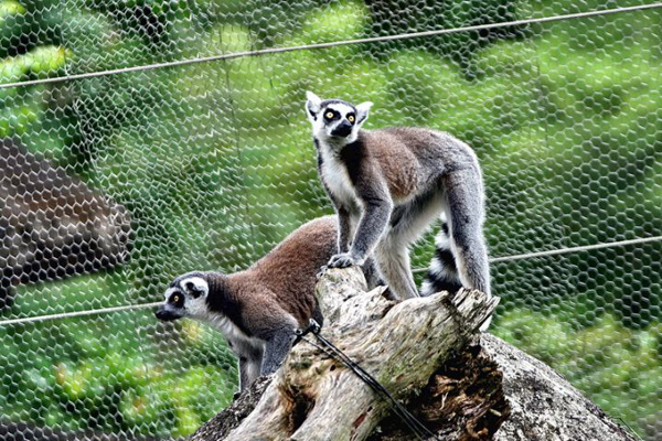 小動(dòng)物，臺(tái)北市立動(dòng)物園