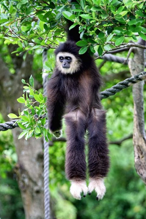 臺(tái)北市立動(dòng)物園