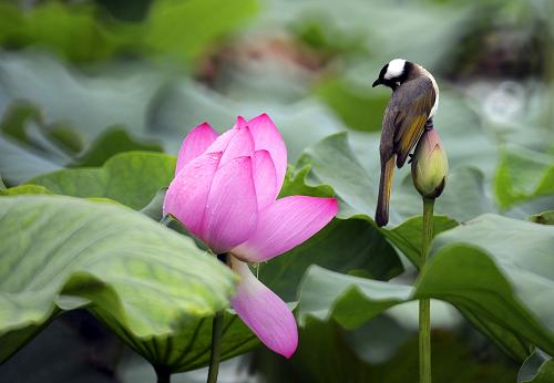臺北植物園