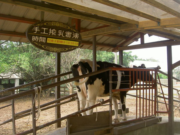 臺灣桃園味全埔心牧場