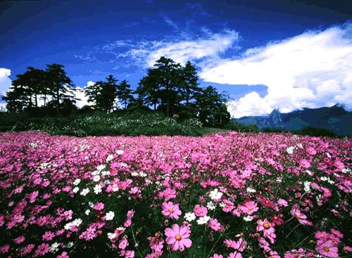 梨山風景區
