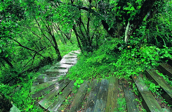美麗步道，雙流森林