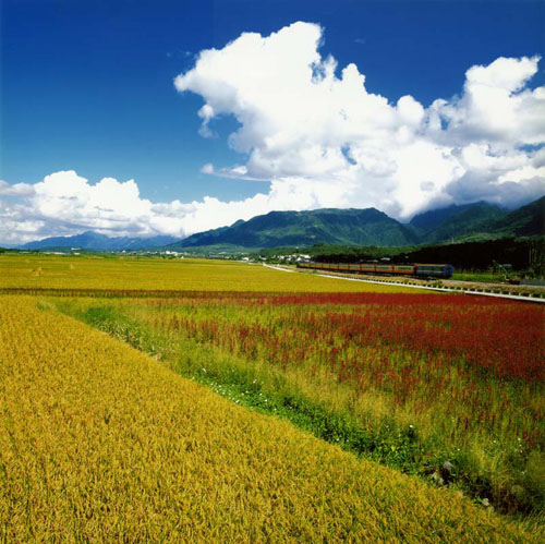 臺東大坡池美麗風景